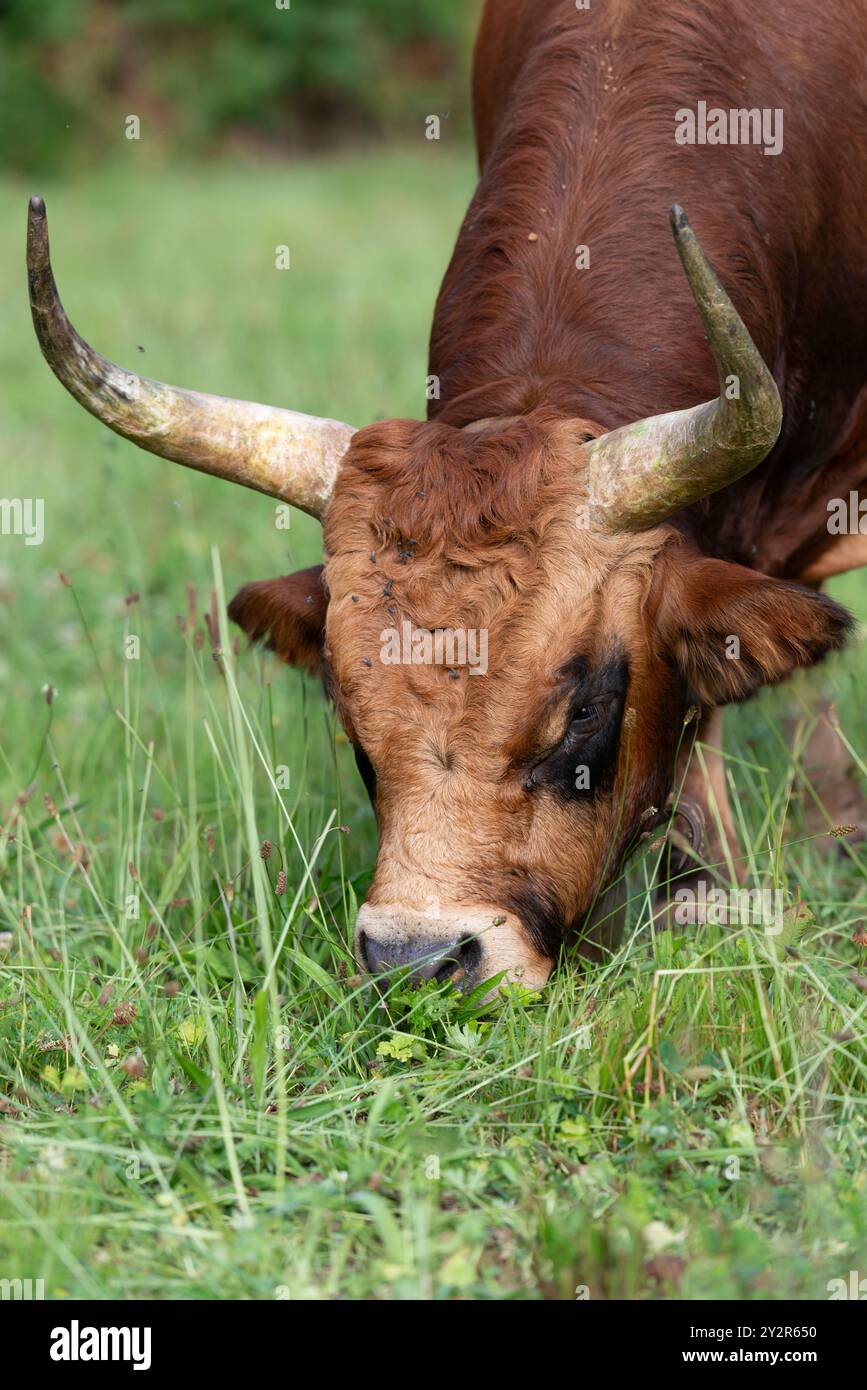 Long curved horns hi-res stock photography and images - Alamy