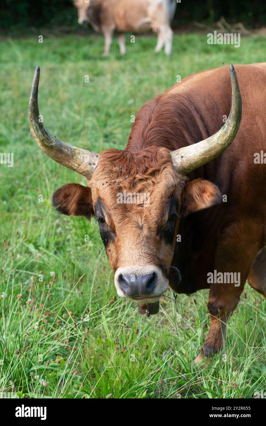 Showcasing characteristic features hi-res stock photography and images ...