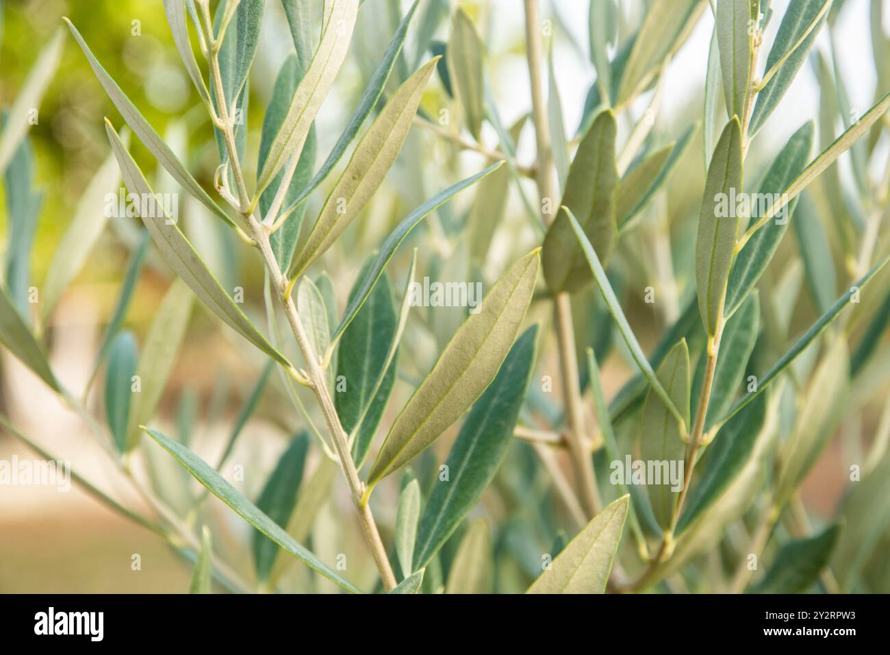 Olive tree branch with green leaves close up as natural background ...