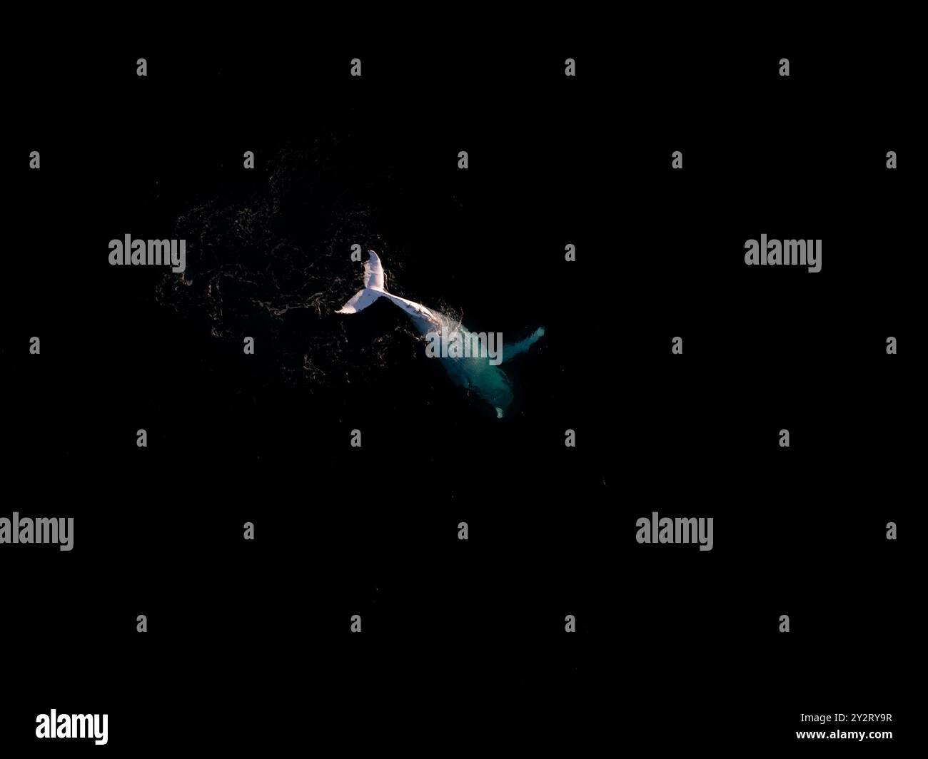 Aerial view of a whale swimming in dark ocean waters Stock Photo - Alamy