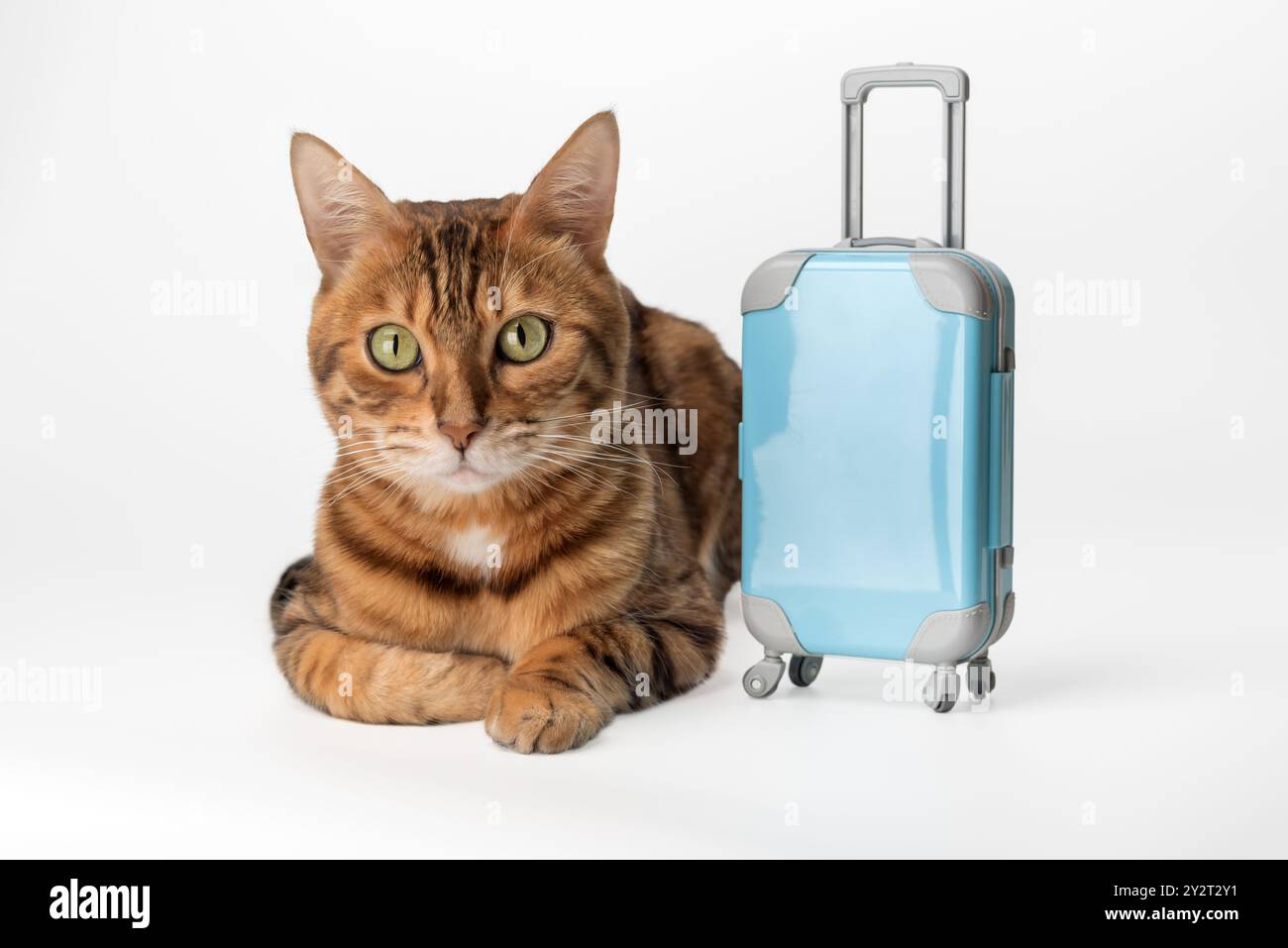 Ginger Cat Vacation Rug main image 1