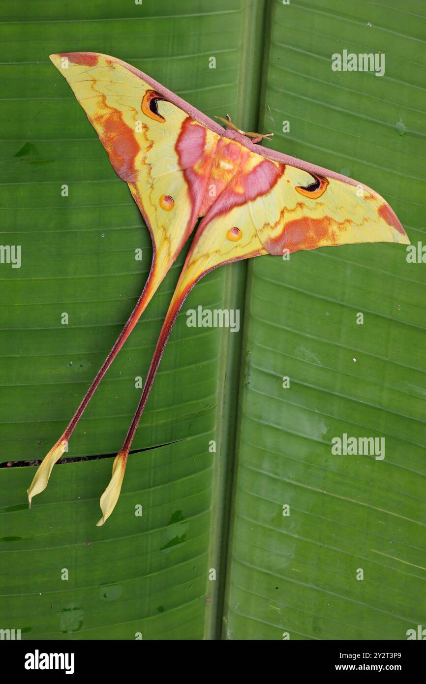 Saturniidae hi-res stock photography and images - Alamy
