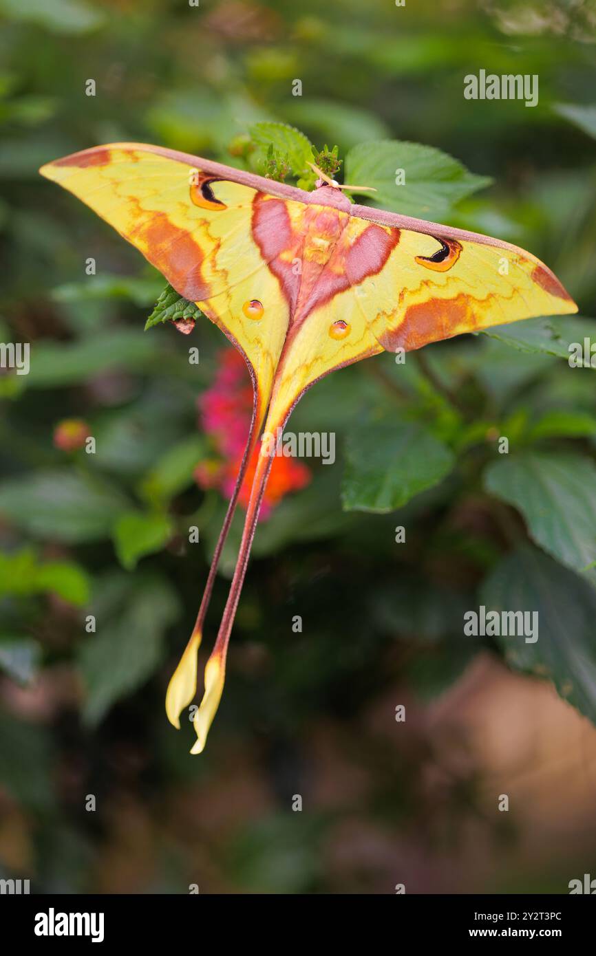 Saturniidae hi-res stock photography and images - Alamy