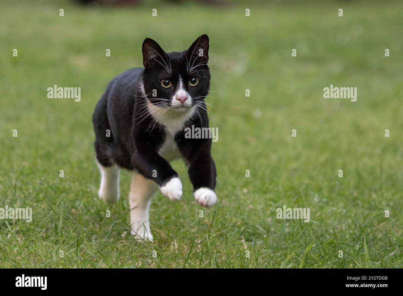 A black and white cat running on green grass in a garden Stock Photo ...