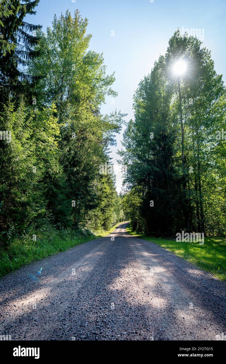 A serene gravel road lined with tall green trees under a clear blue sky ...