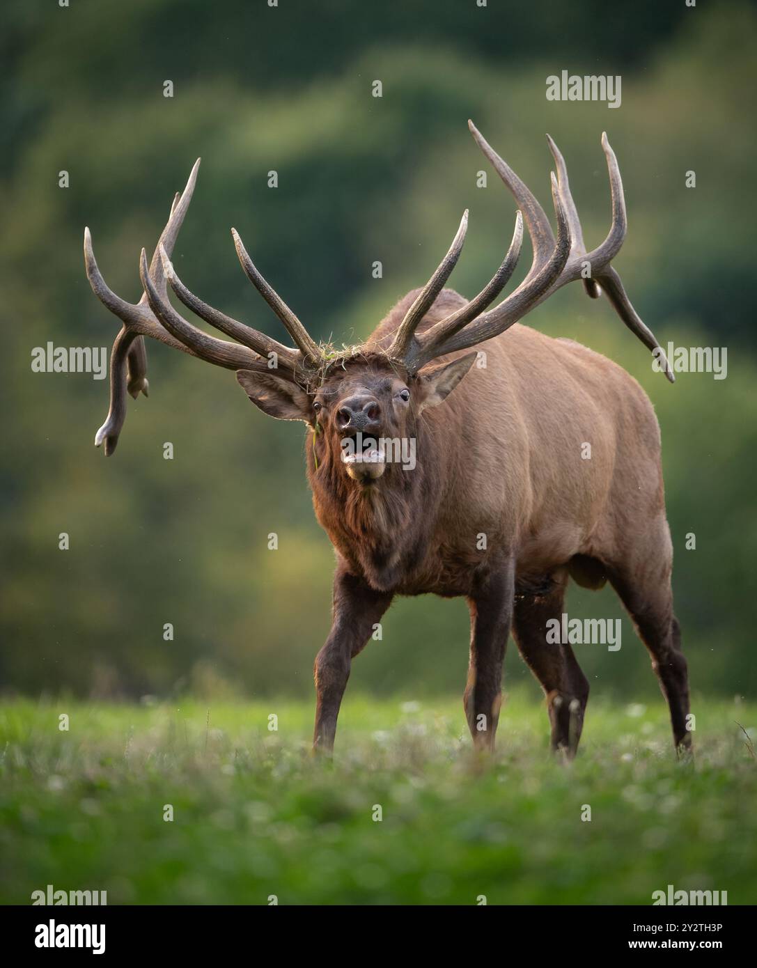 Bull elk during the rut in the Rocky Mountains Stock Photo - Alamy