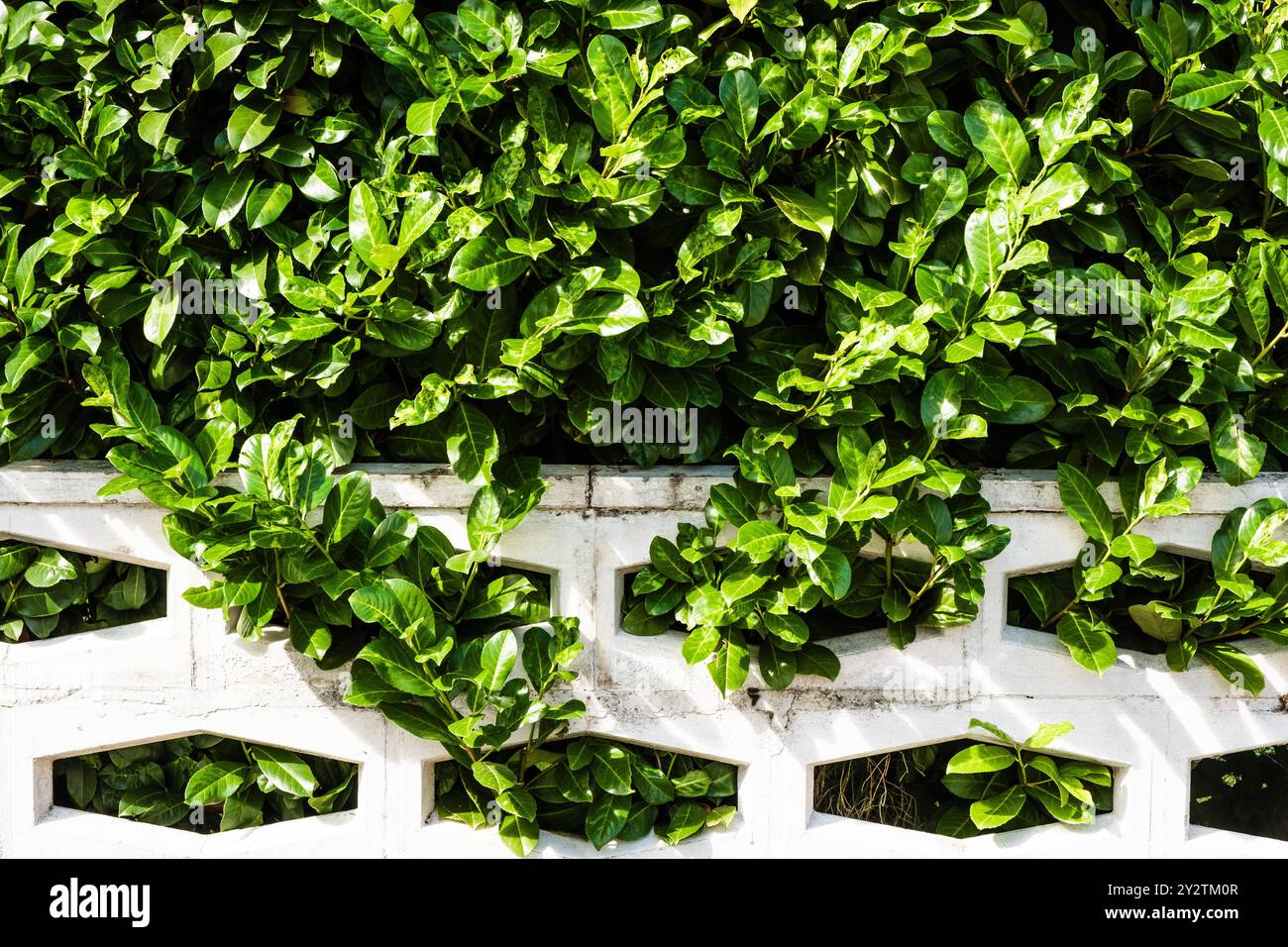 Pontische lorbeer kirsche hi-res stock photography and images - Alamy
