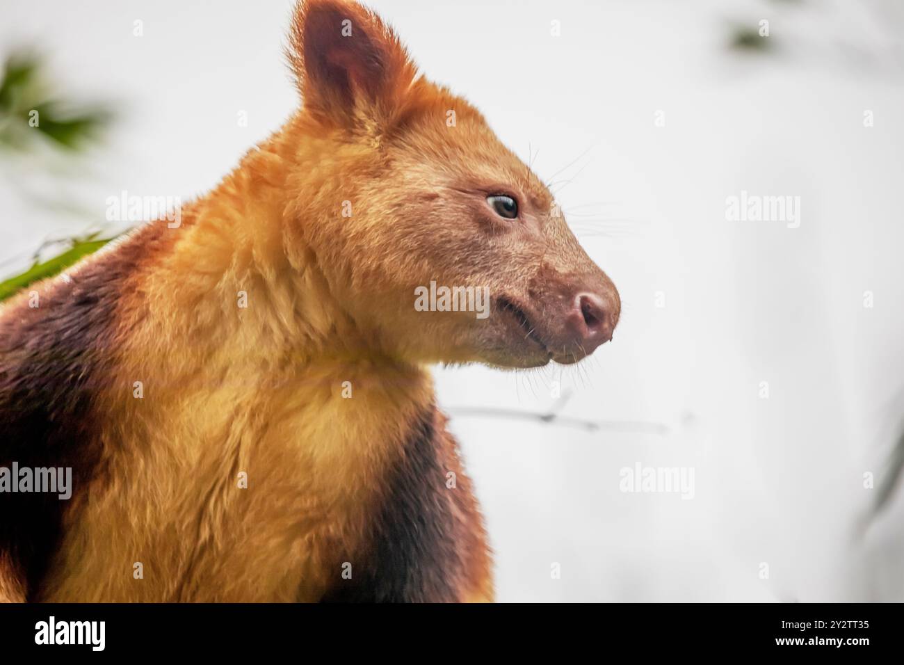 Goodfellow's Tree Kangaroo, dendrolagus goodfellowi buergersi, Adult ...