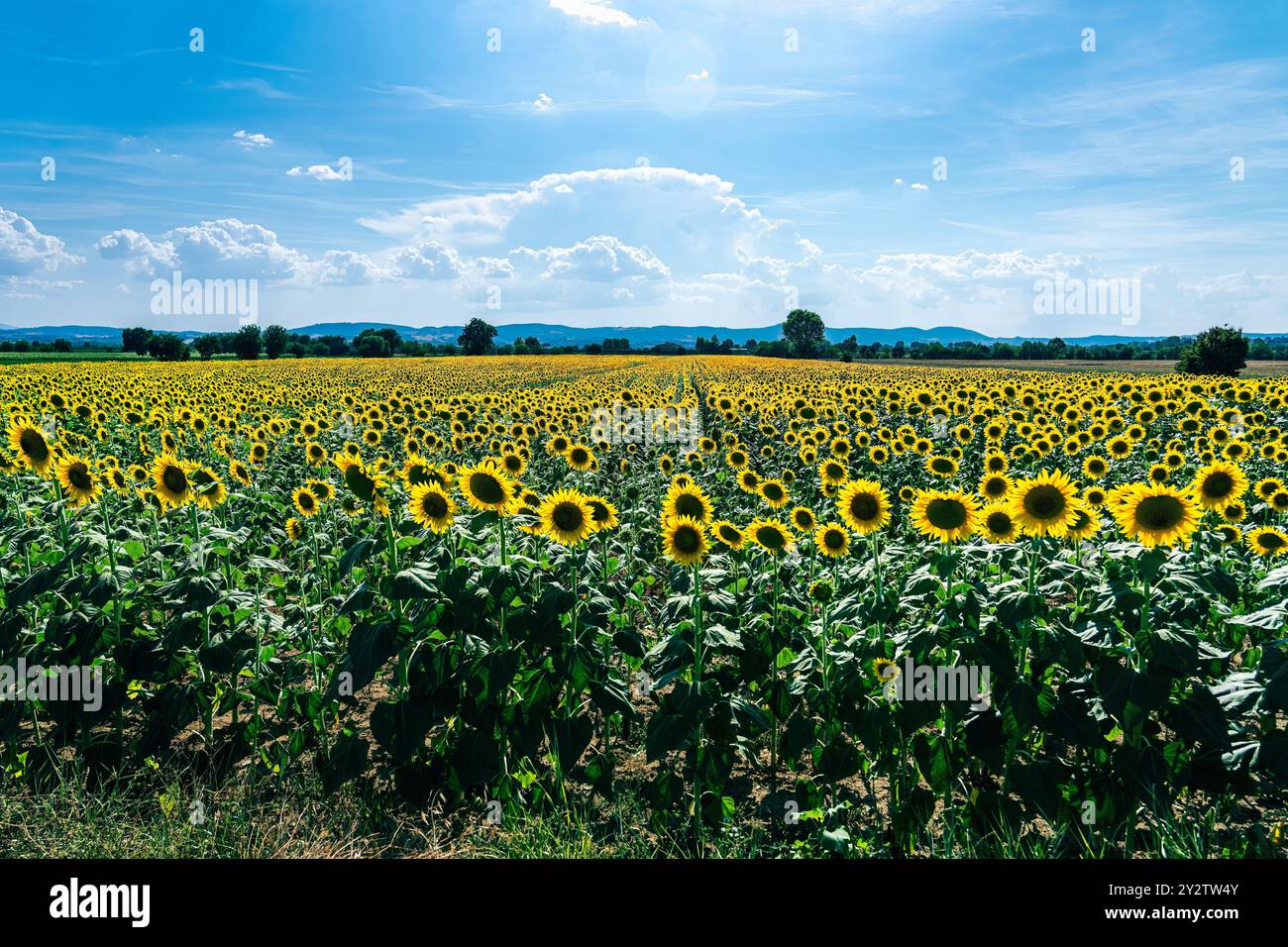 A vast field of sunflowers in full bloom under a bright blue sky with ...
