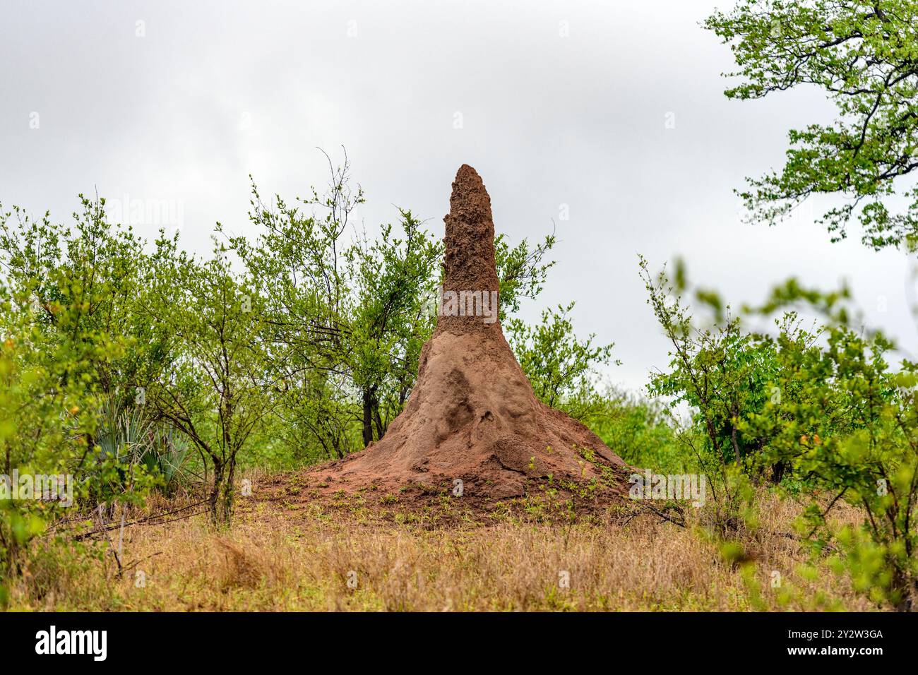 Huge termite mound at Shingwedzi, Kruger NP, South Africa Stock Photo - Alamy