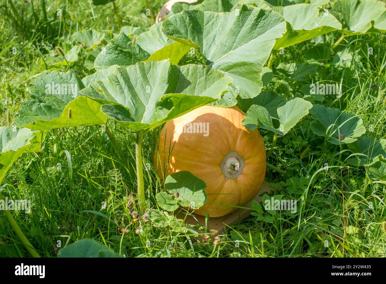 Large orange pumpkin growing in a garden bed. The concept of healthy ...
