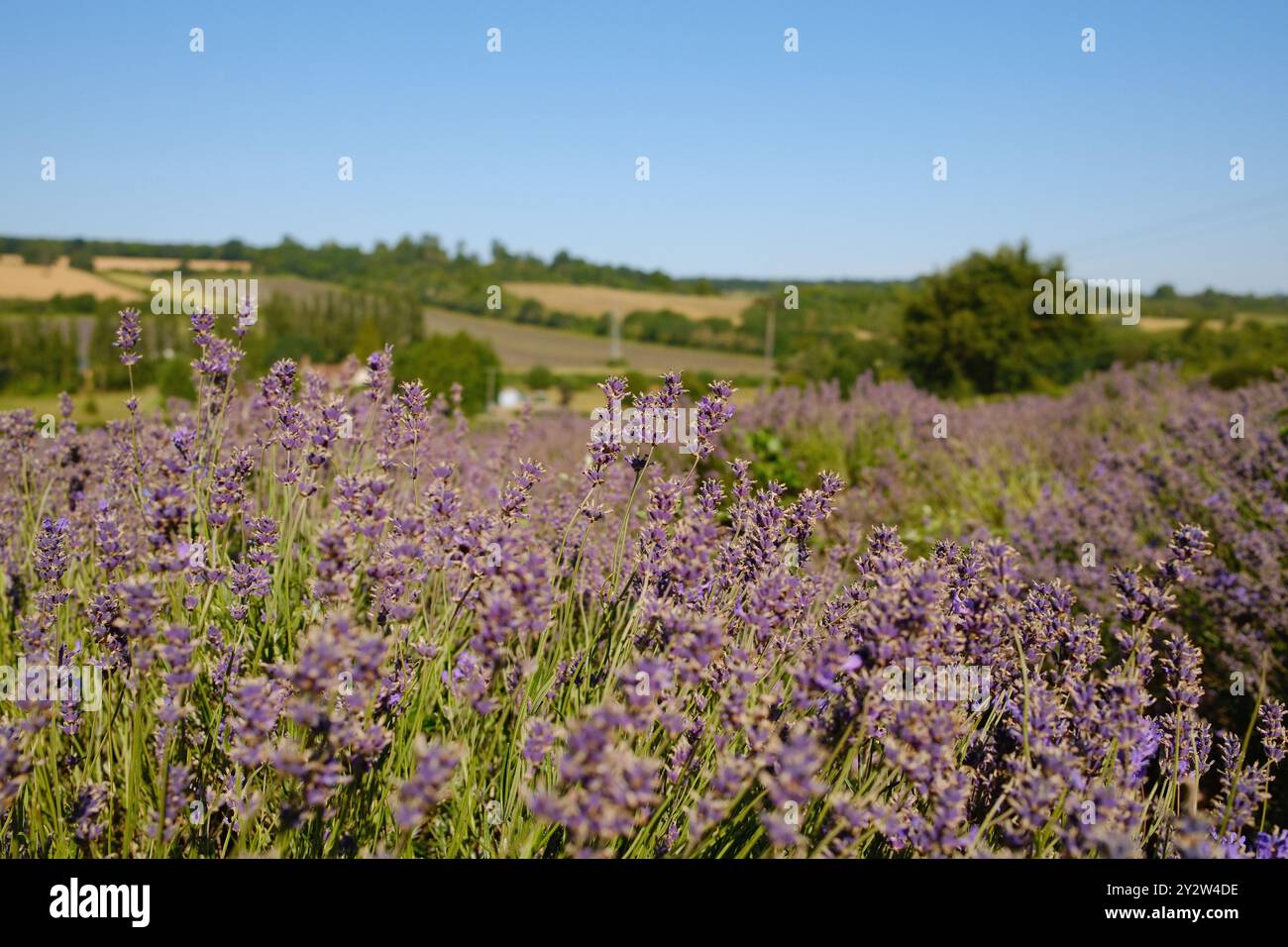 A beautiful lavender field in full bloom under a clear blue sky with ...