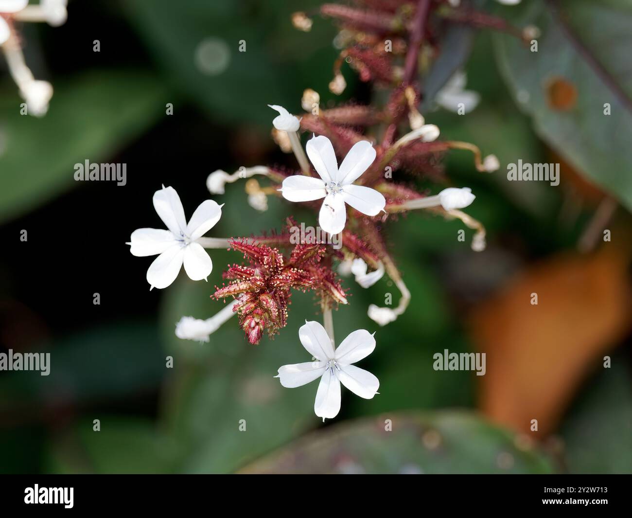 Ceylon leadwort, doctorbush, wild leadwort, plombago de Ceylan ...