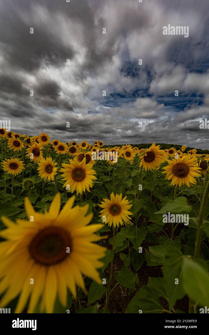 A vertical view of a vibrant sunflower field stretches under a cloudy ...