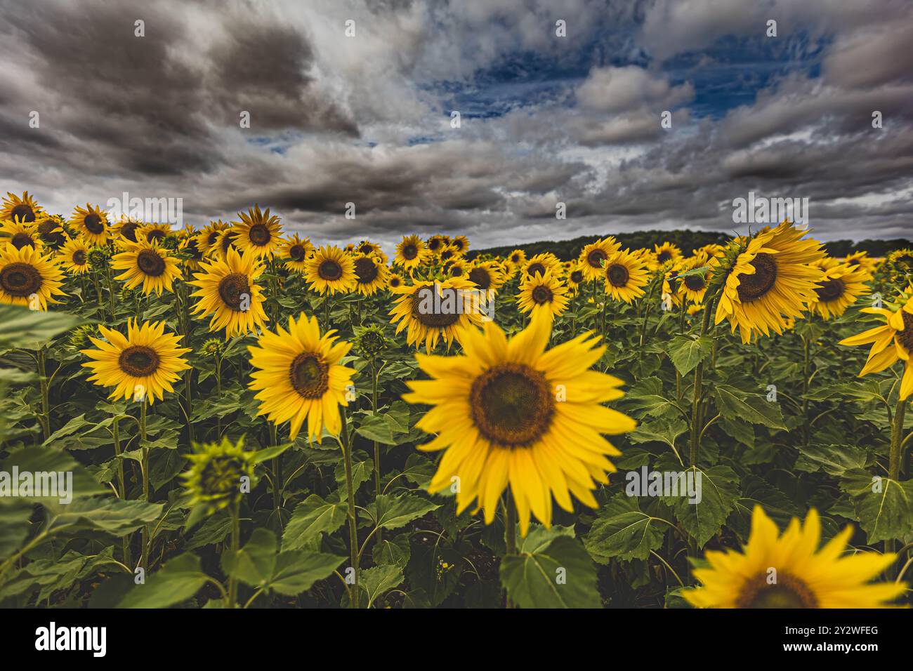 A vibrant sunflower field stretches under a cloudy sky Stock Photo - Alamy
