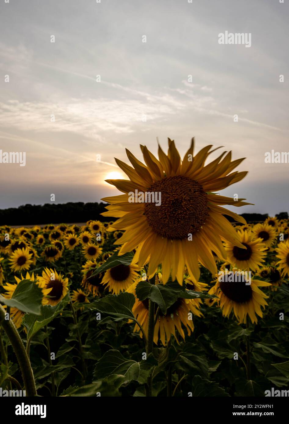 A vertical view of a vibrant sunflower field stretches under a sunset ...
