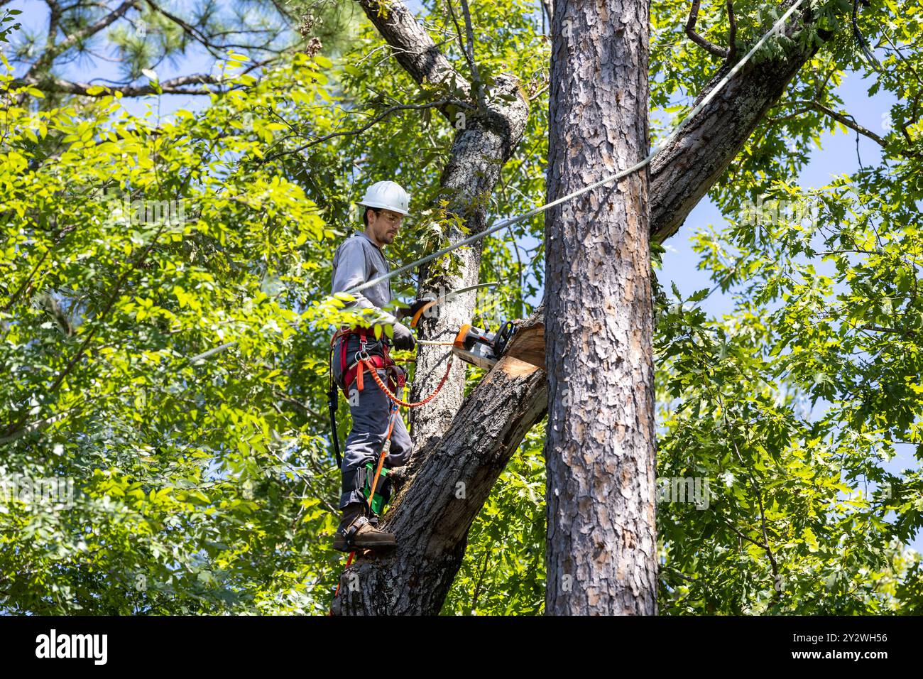 Tree Trimmer Working To Prune Tree Limbs Stock Photo Alamy