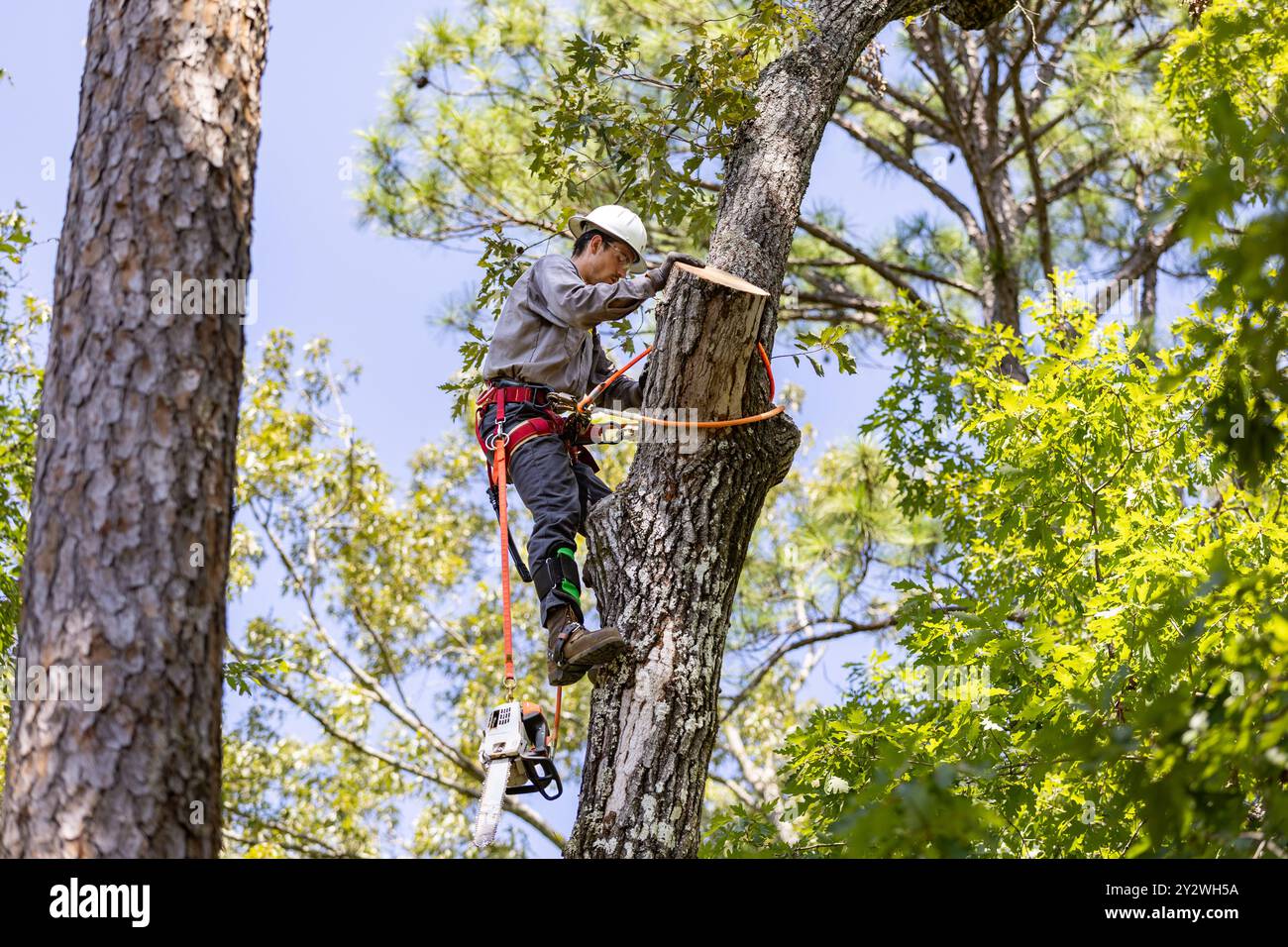 Tree Trimmer climbing tree to cut limbs Stock Photo