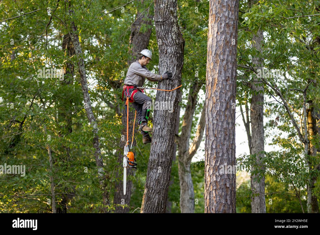 Tree Trimmer climbing tree to cut limbs Stock Photo
