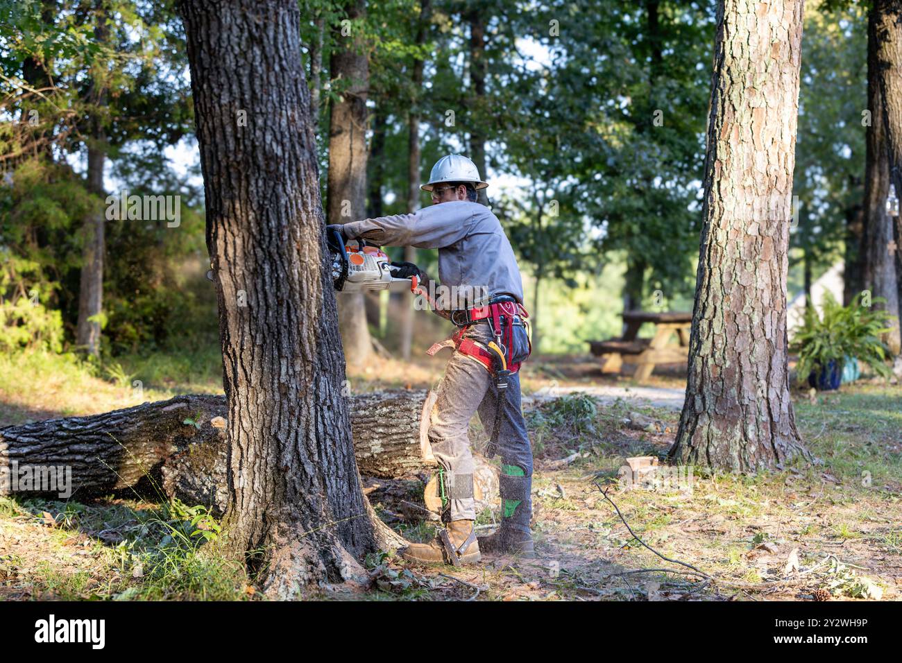 Tree trimmer using chainsaw and gear to cut down large oak tree. Stock Photo