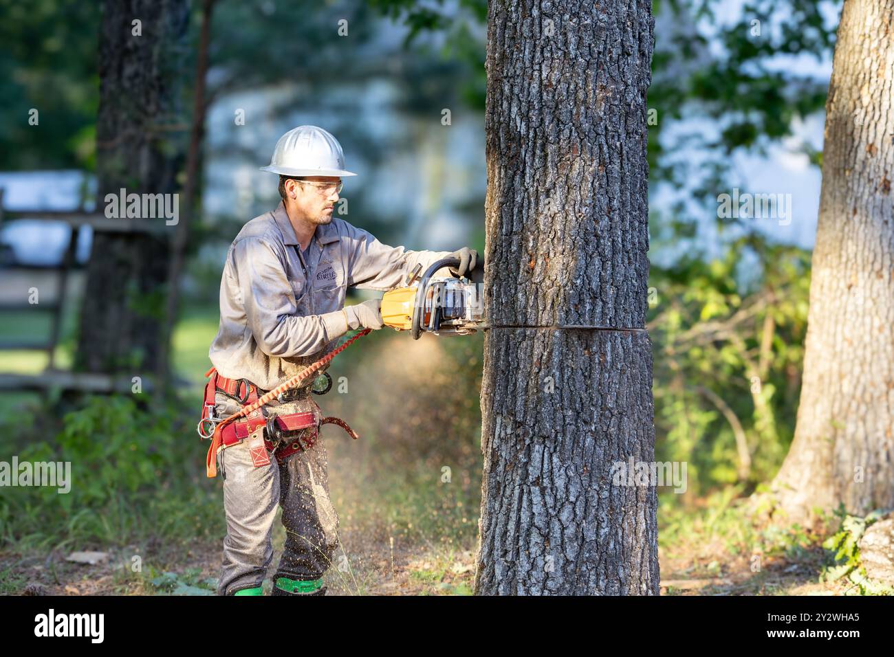 Tree trimmer using chainsaw and gear to cut down large oak tree. Stock Photo