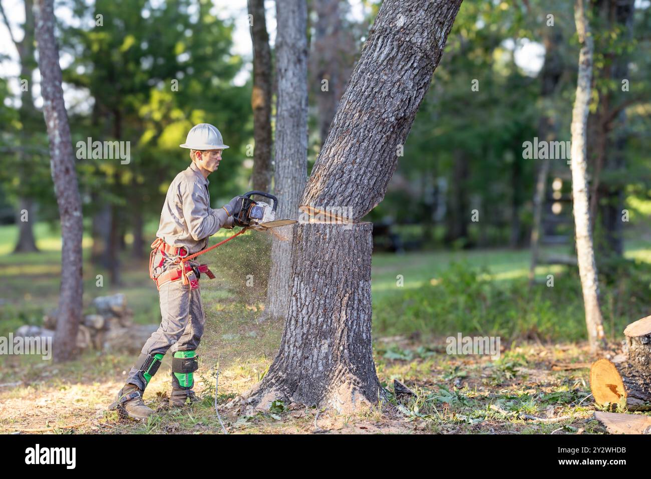 Tree trimmer using chainsaw and gear to cut down large oak tree. Stock Photo
