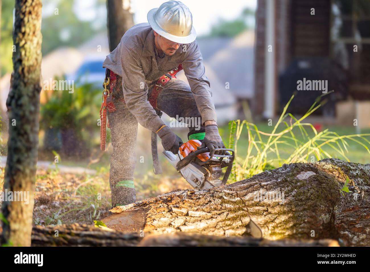 Tree trimmer using chainsaw and gear to cut down large oak tree. Stock Photo