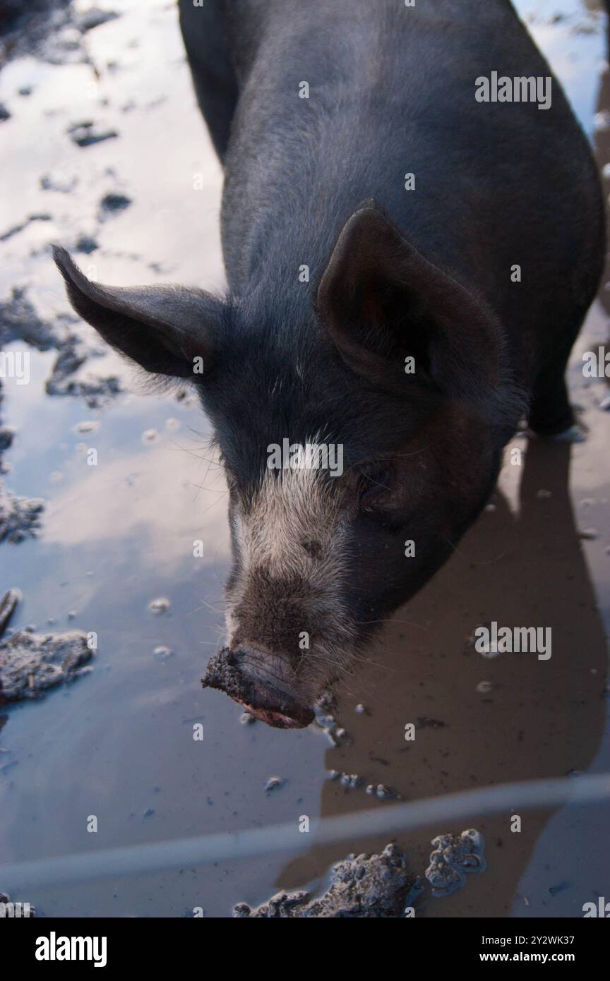 A closeup of a dirty pig in the mud in a farm in Berkshire, Australia Stock Photo