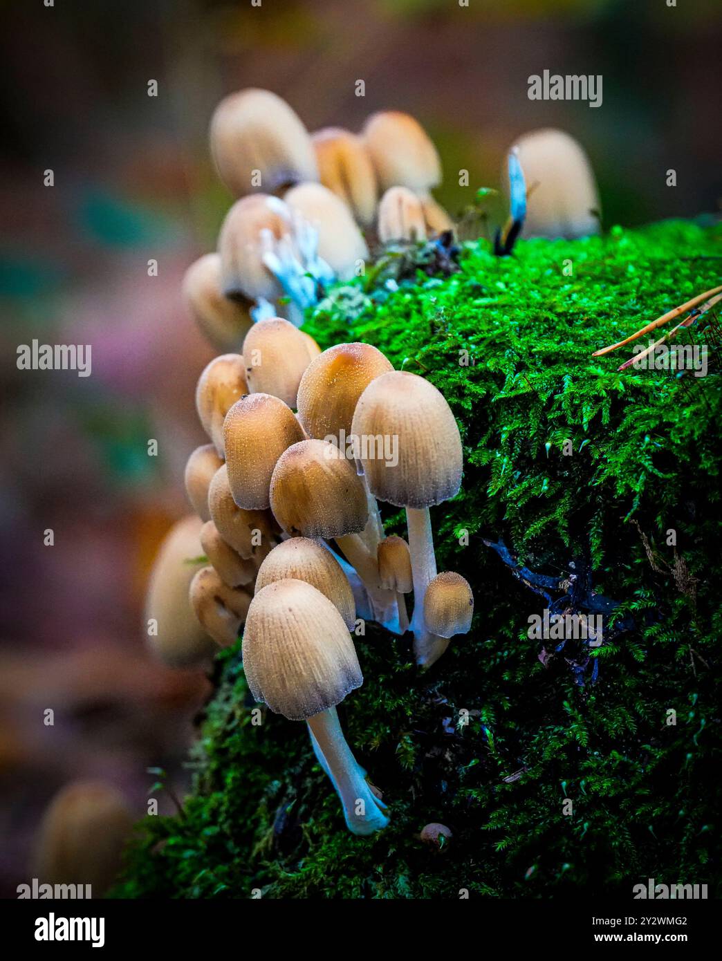 Mushrooms on mossy forest ground Stock Photo - Alamy