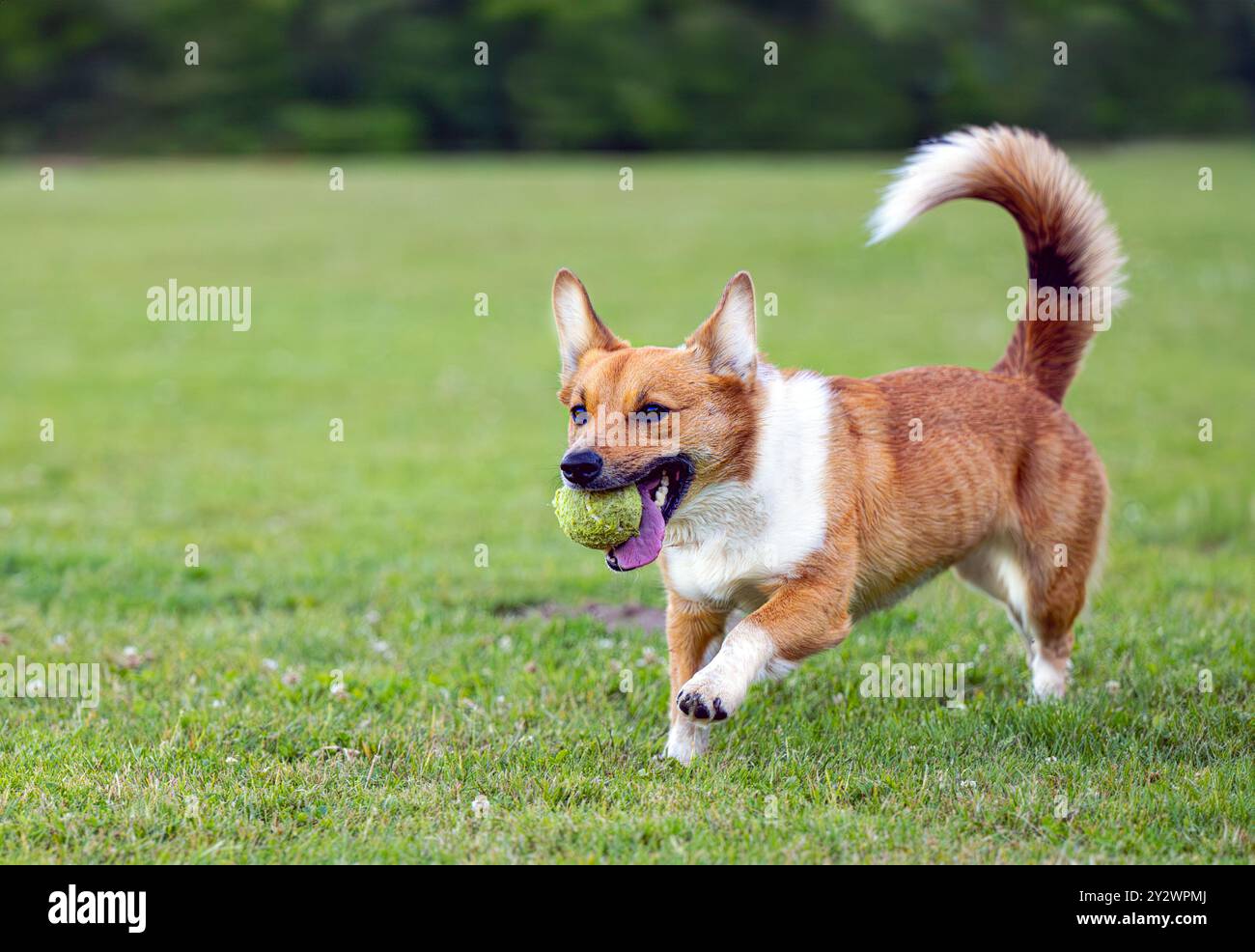 A CORGI CATTLE DOG MIX WALKING IN A GRASS FIELD WITH A BALL IN ITS MOUTH WITH BRIGHT EYES AND A BLURRED BACKGROUND ON MERCER ISLAND WASHINGTON Stock Photo