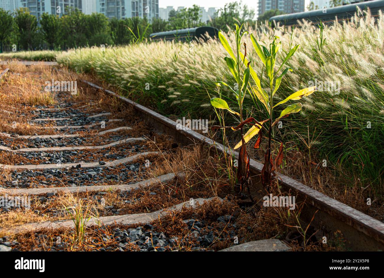 Overgrown plants in buildings hi-res stock photography and images - Alamy