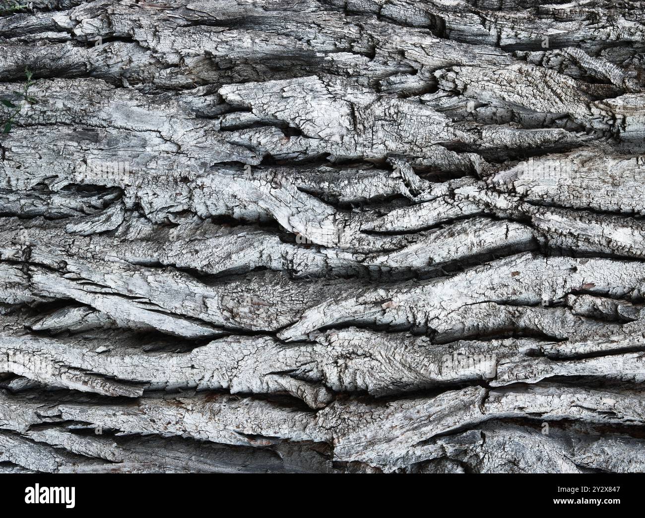 Amazing bark of a huge old eastern cottonwood tree as a stylish texture. Monochromatic, high contrast bleach bypass color. Stock Photo