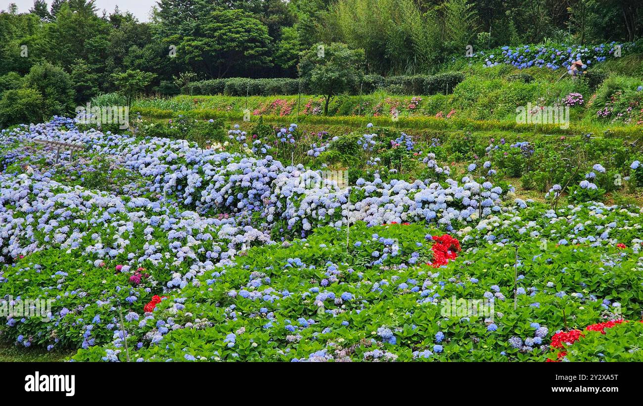 A beautiful garden with blooming hydrangeas and lush greenery on a ...