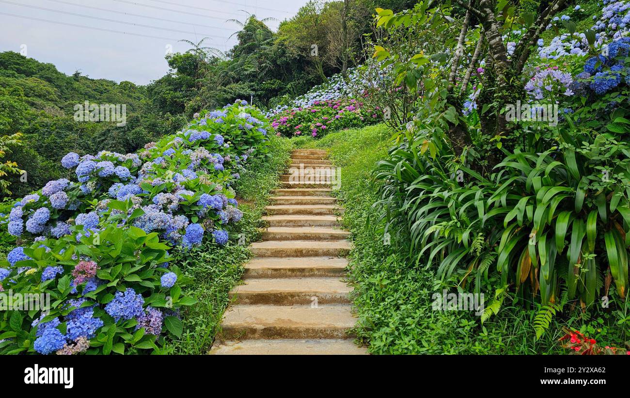 A beautiful garden path lined with vibrant hydrangeas and lush greenery ...