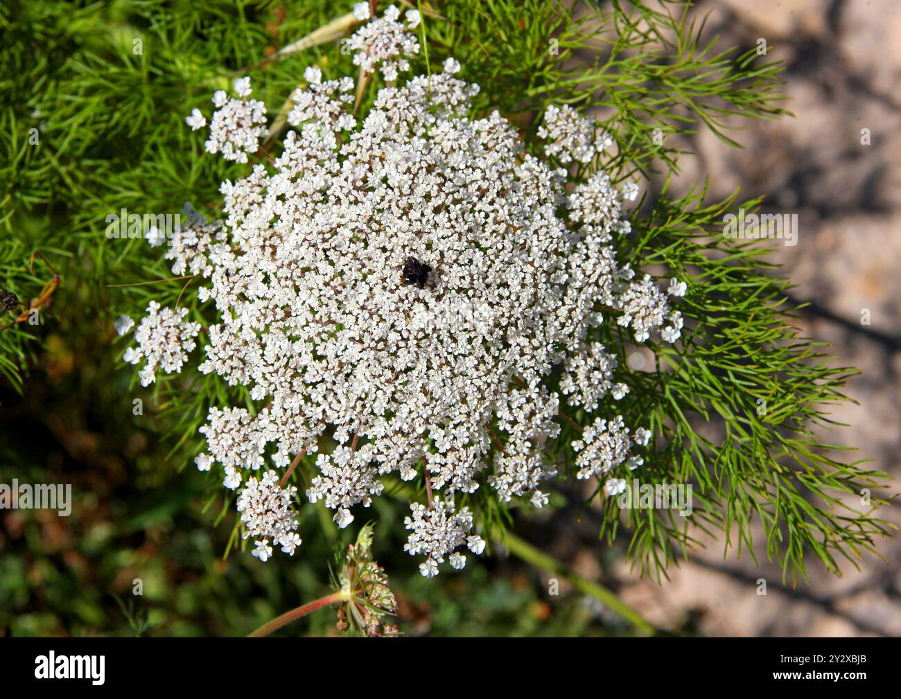 Wild Carrot aka Bishop's Lace or Queen Anne's Lace, Daucus carota, Apiaceae. Ibiza, Ballearic Islands, Spain, Mediterranean. Stock Photo