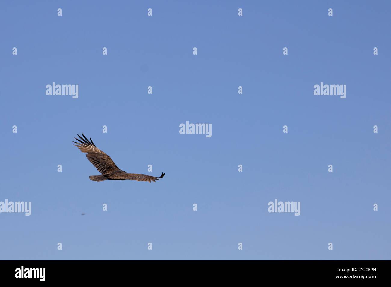 hawk flying high in blue sky Stock Photo - Alamy