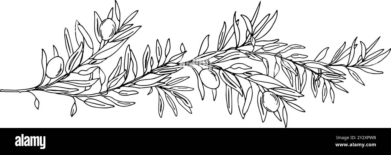 Olive Branch with Olives isolated on a background. Hand drawn Graphic ...