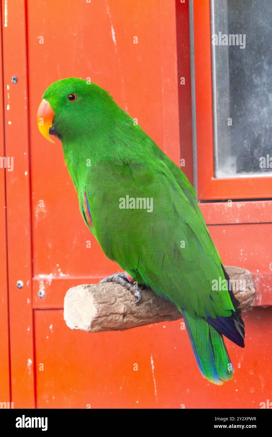 Eclectus parrot flight hi-res stock photography and images - Alamy