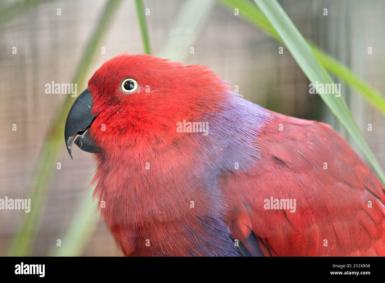 Eclectus parrot flight hi-res stock photography and images - Alamy