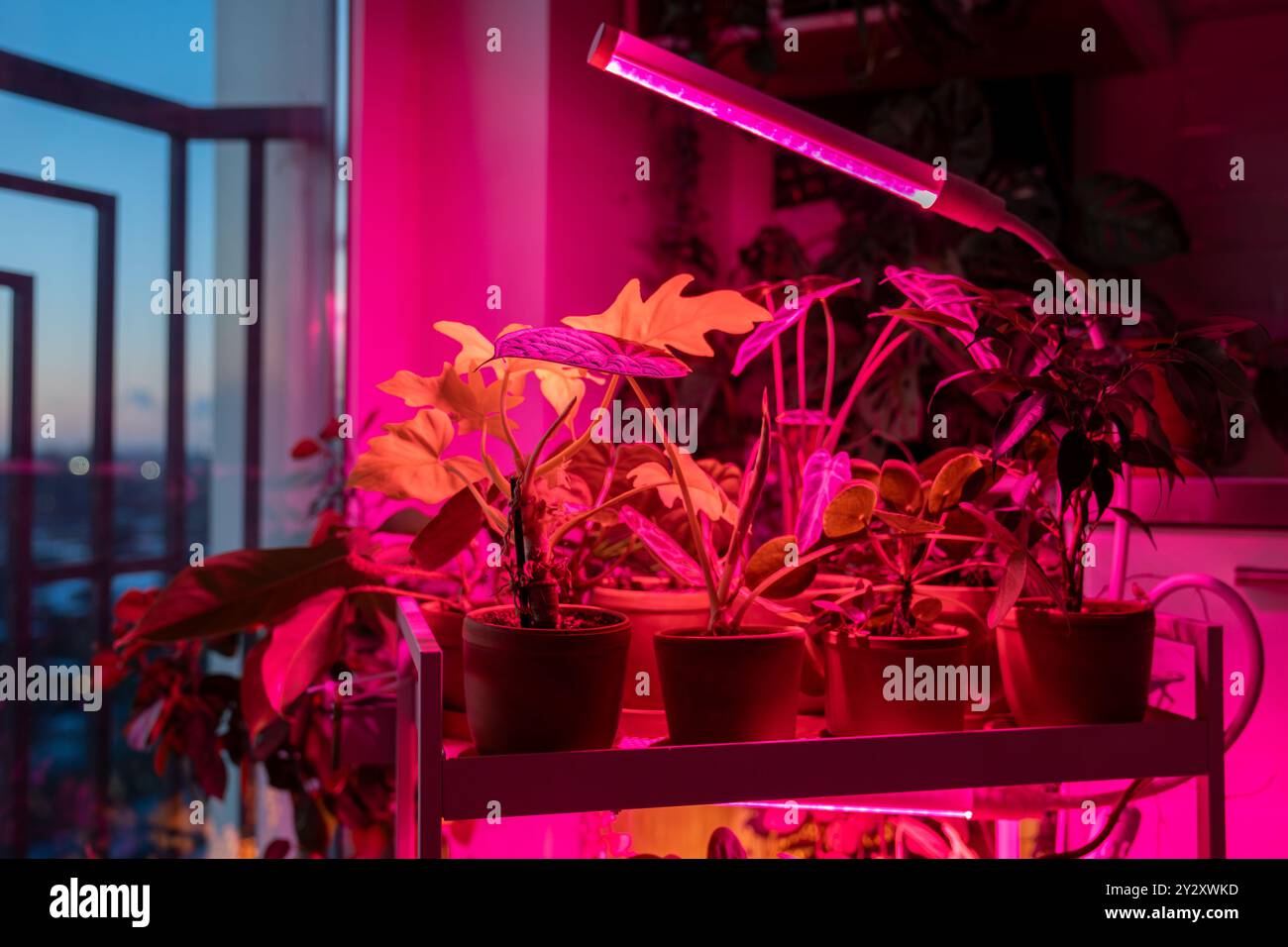 Philodendron pink hi-res stock photography and images - Alamy