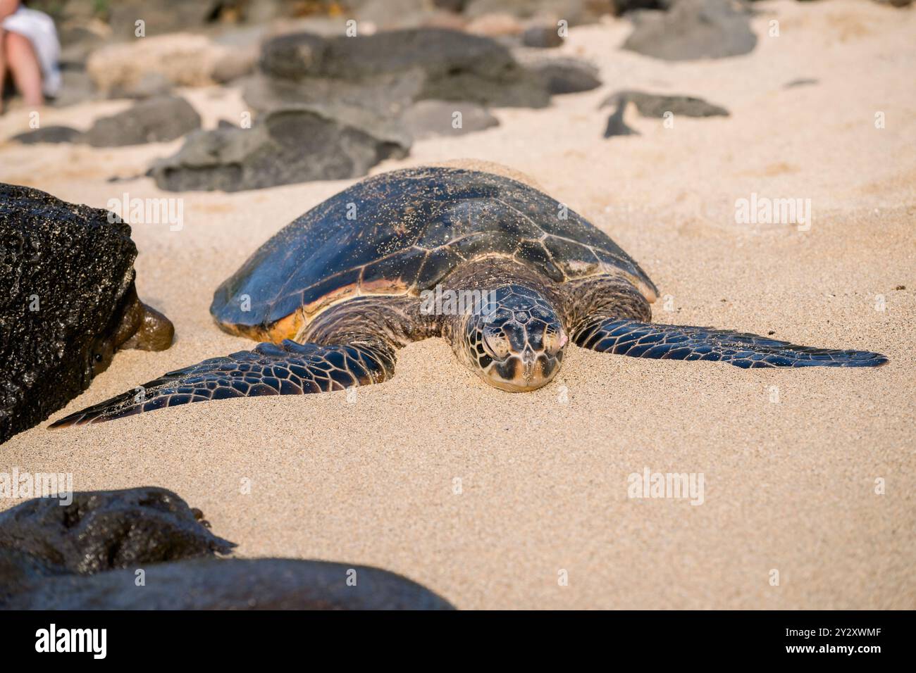 A sea turtle rests on a sandy beach surrounded by rocks under the sun ...