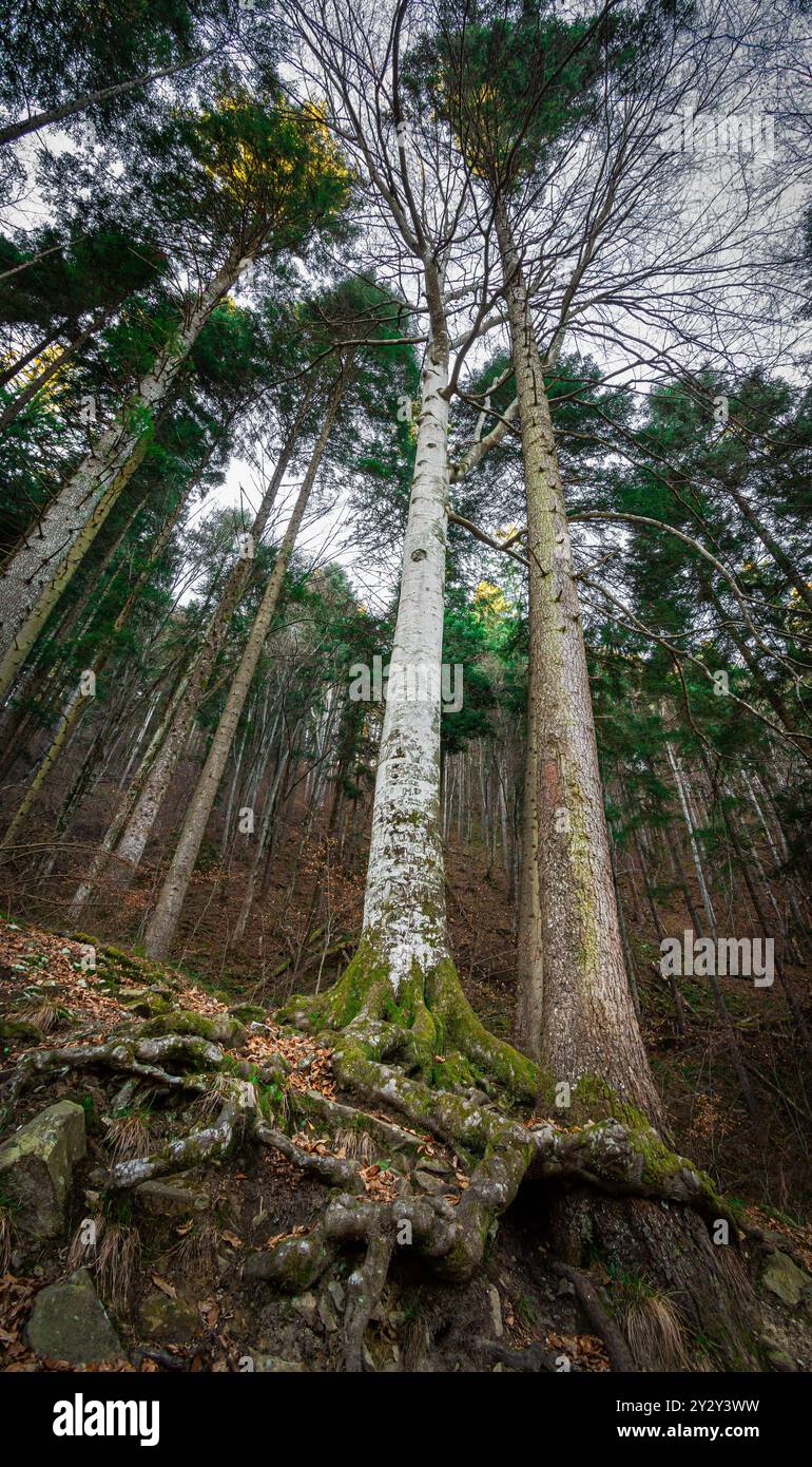 A scenic view of tall trees in a dense forest with visible roots Stock ...