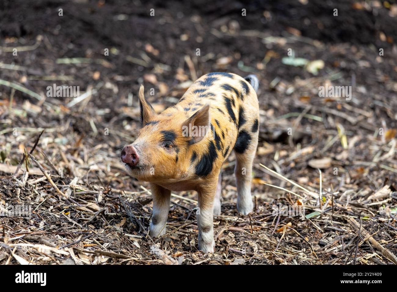 A small pig with a spotted coat stands on a bed of mulch in a farm setting. The pig appears curious, with its head slightly tilted and ears perked up, Stock Photo