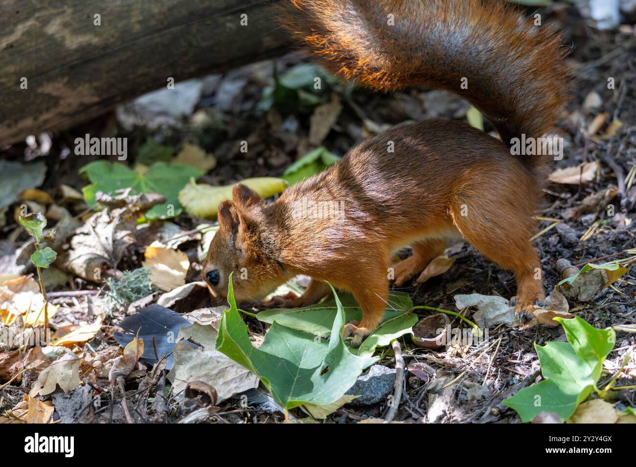 A small brown squirrel foraging on the ground, surrounded by fallen leaves and green foliage. The squirrel is sniffing around, with its bushy tail rai Stock Photo