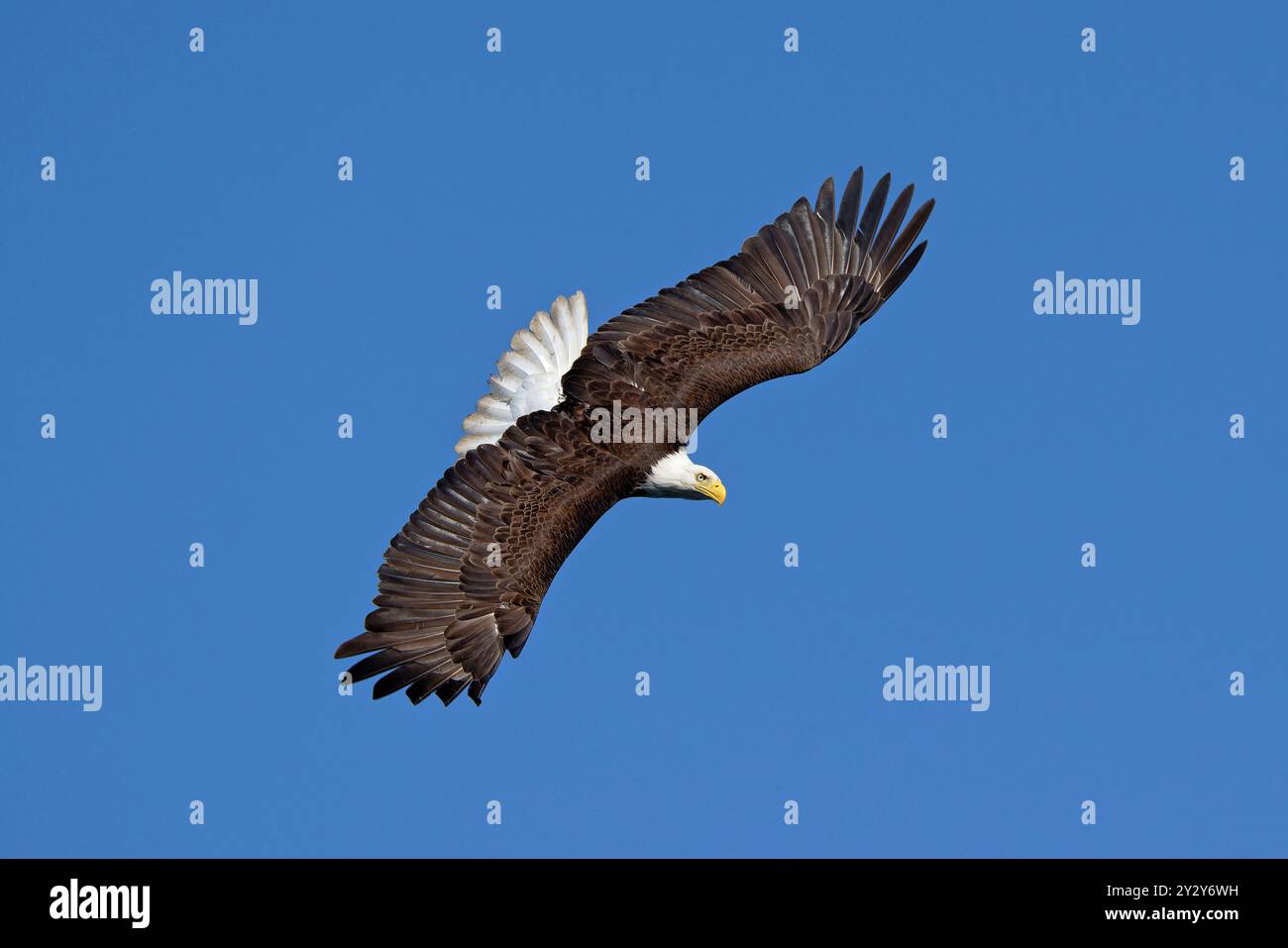 A bald eagle soaring in the clear blue sky, showcasing its majestic ...