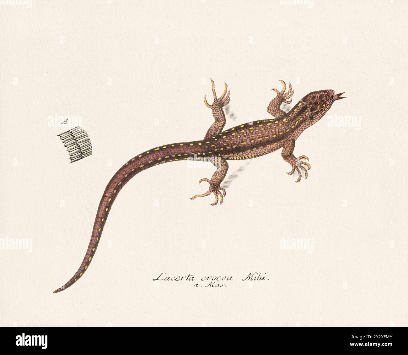 Lizard illustration. Zoological artwork from an amphibian book ...