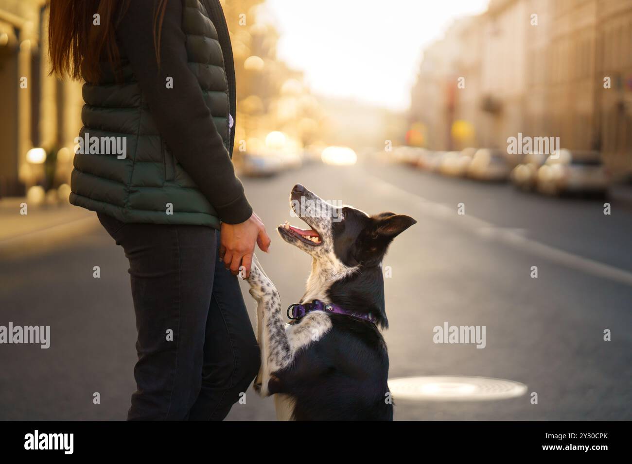 border collie looks up at its owner on a city street, with warm morning light. The dog attentive posture emphasizes the bond between pet and owner. Stock Photo