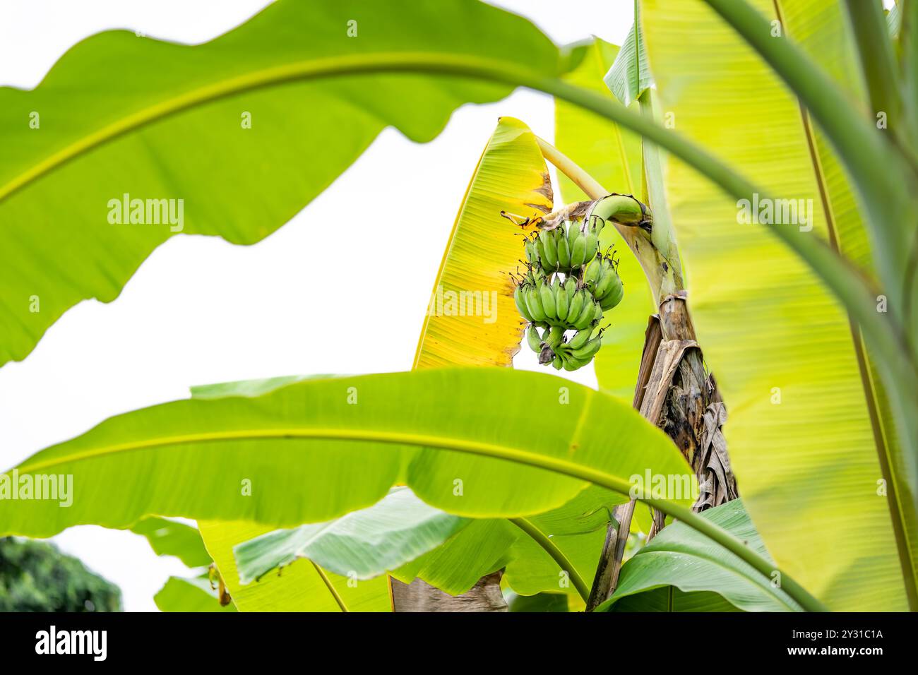 A banana plant with mixed green and yellow foliage is bearing an unripe banana with green fruit. Stock Photo