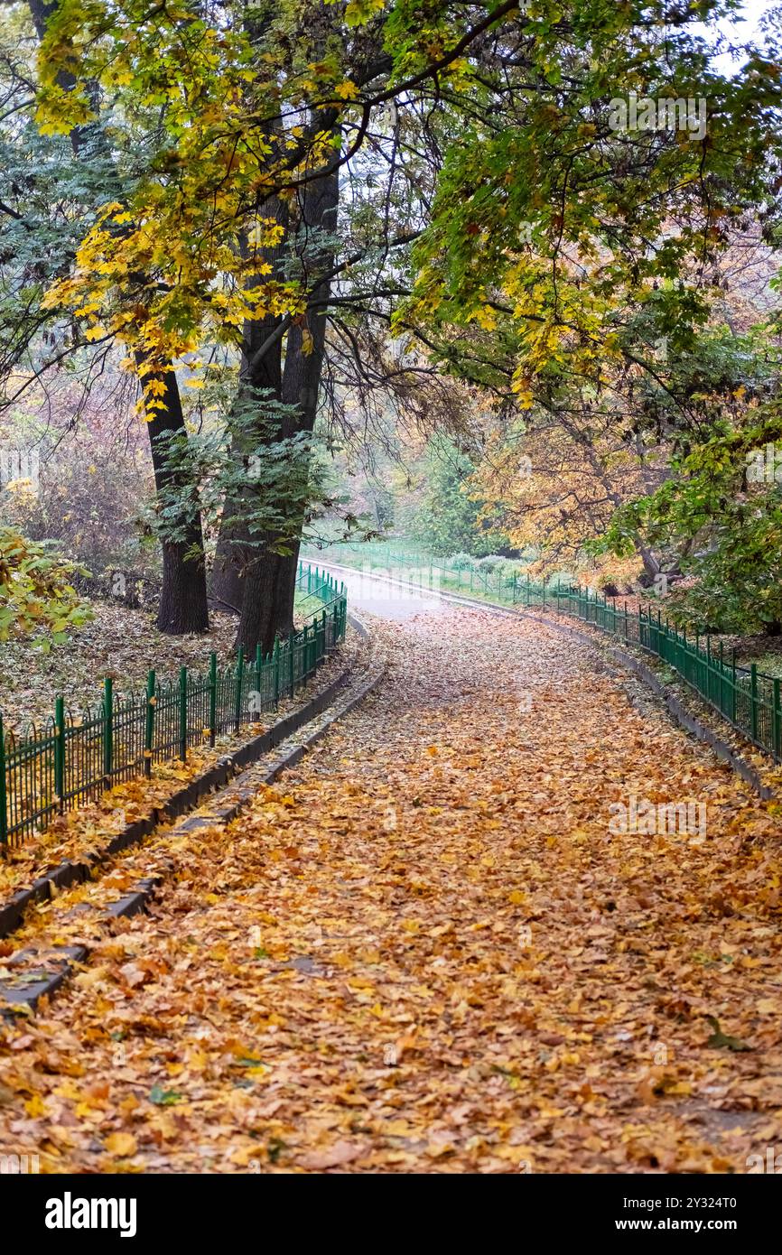 A peaceful park pathway blanketed with golden autumn leaves, surrounded ...