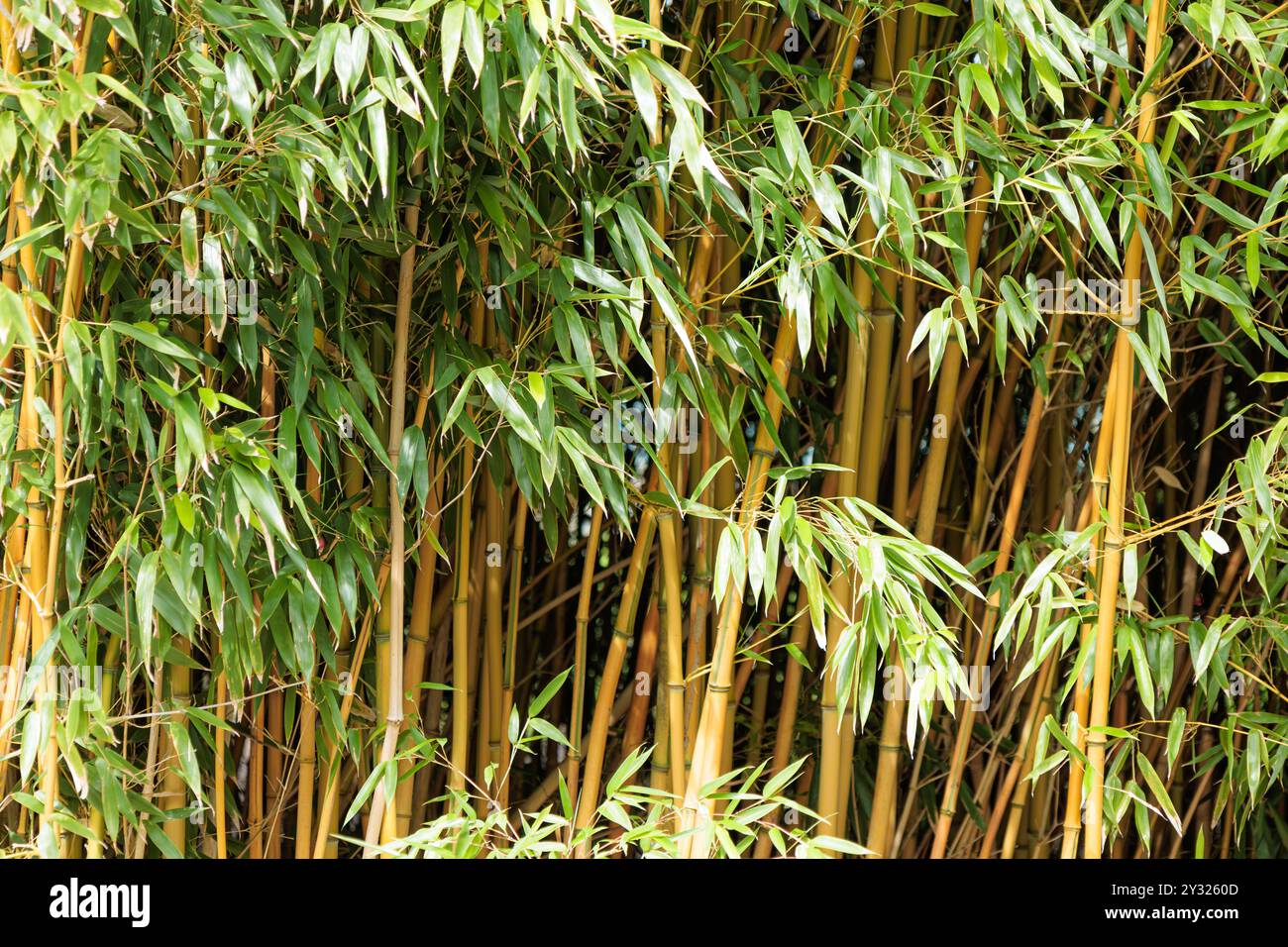Bamboo in sunny day background texture Stock Photo